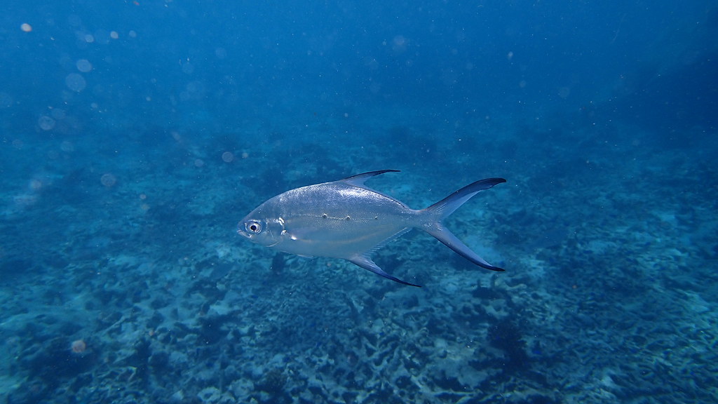 snorkeling seychelles octobre 2014 (37)