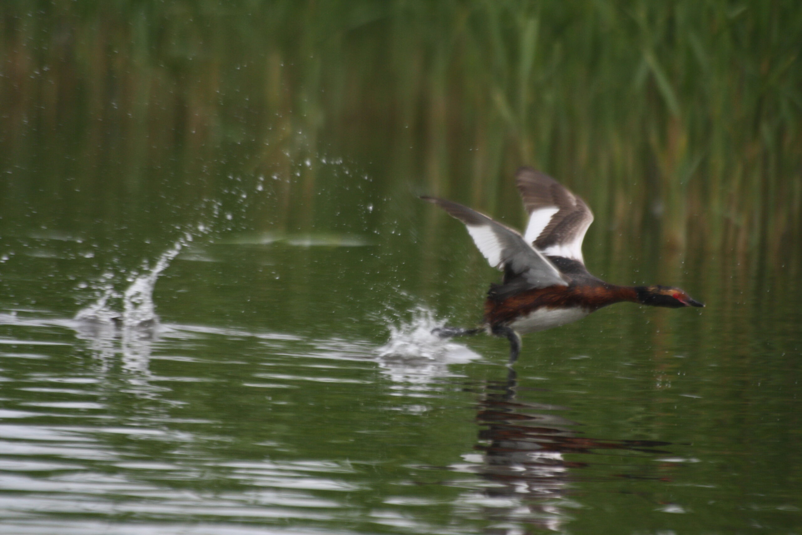 file:sarvikpütt (podiceps auritus).jpg file:sarvikpütt (podiceps auritus).jpg