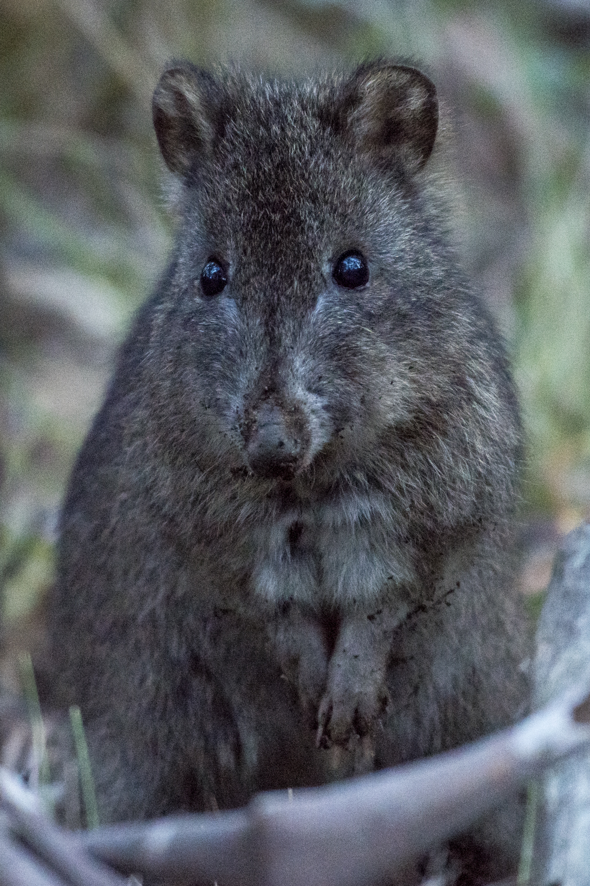 long nosed potoroo long nosed potoroo