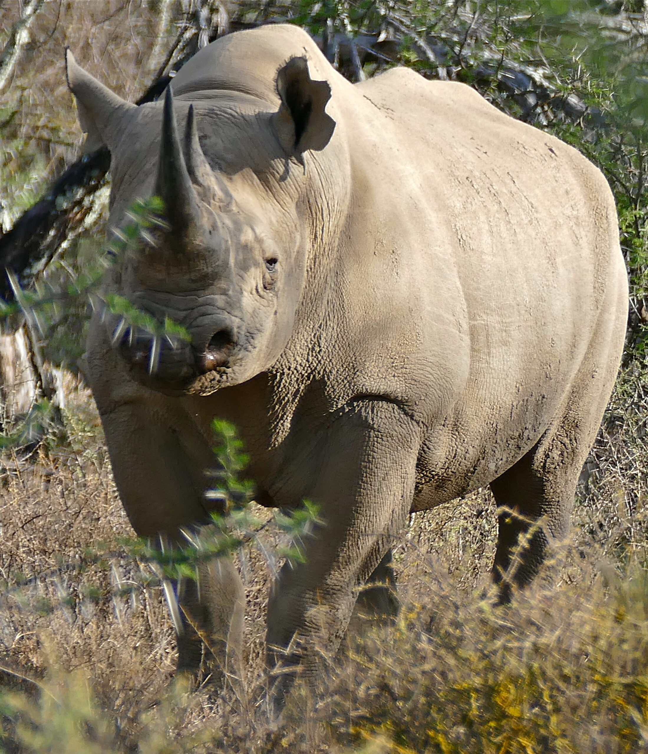 black rhinoceros (diceros bicornis) (32197738883) black rhinoceros (diceros bicornis) (32197738883)