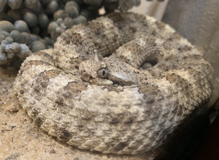 mojave desert sidewinder (crotalus cerastes cerastes) (cropped) Horned Viper