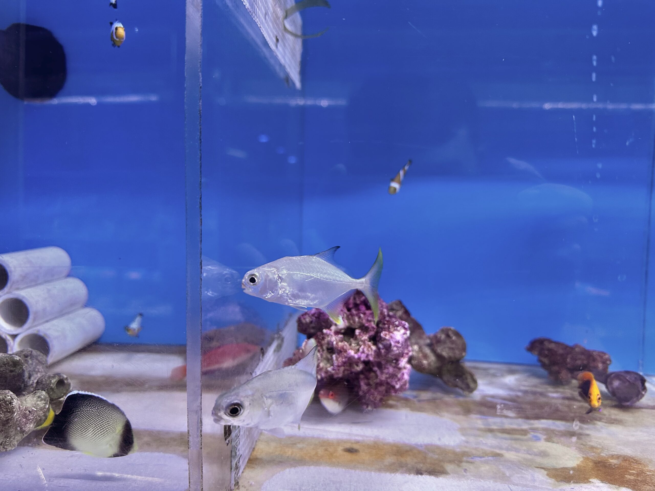 captive pompano