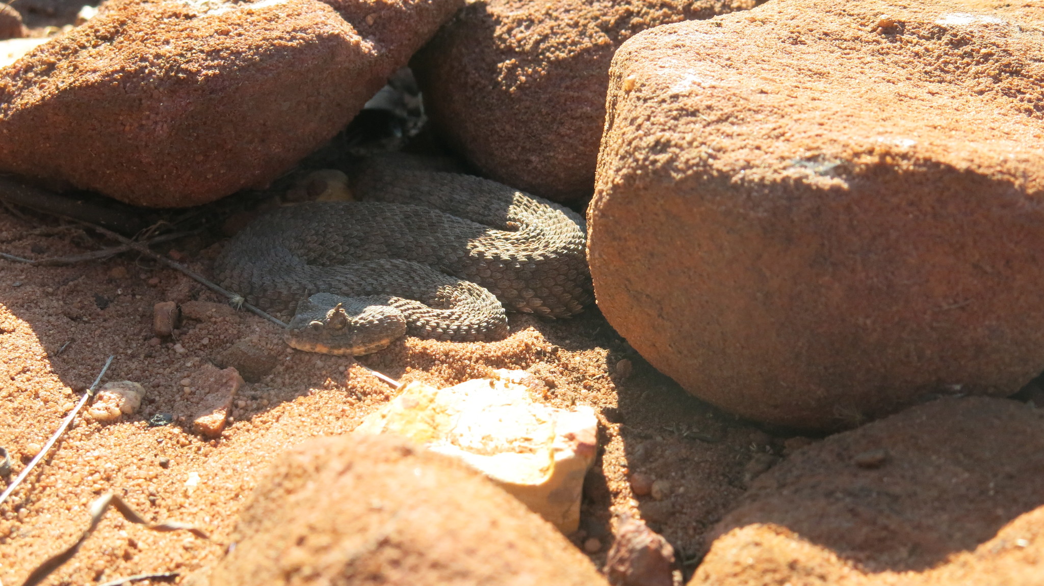 bitis caudalis 97093245