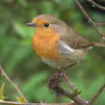 European Robin
