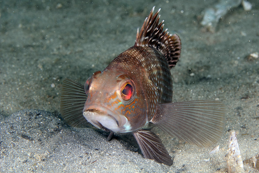 img 9280wa black sea bass (centropristis striata) img 9280wa black sea bass (centropristis striata)