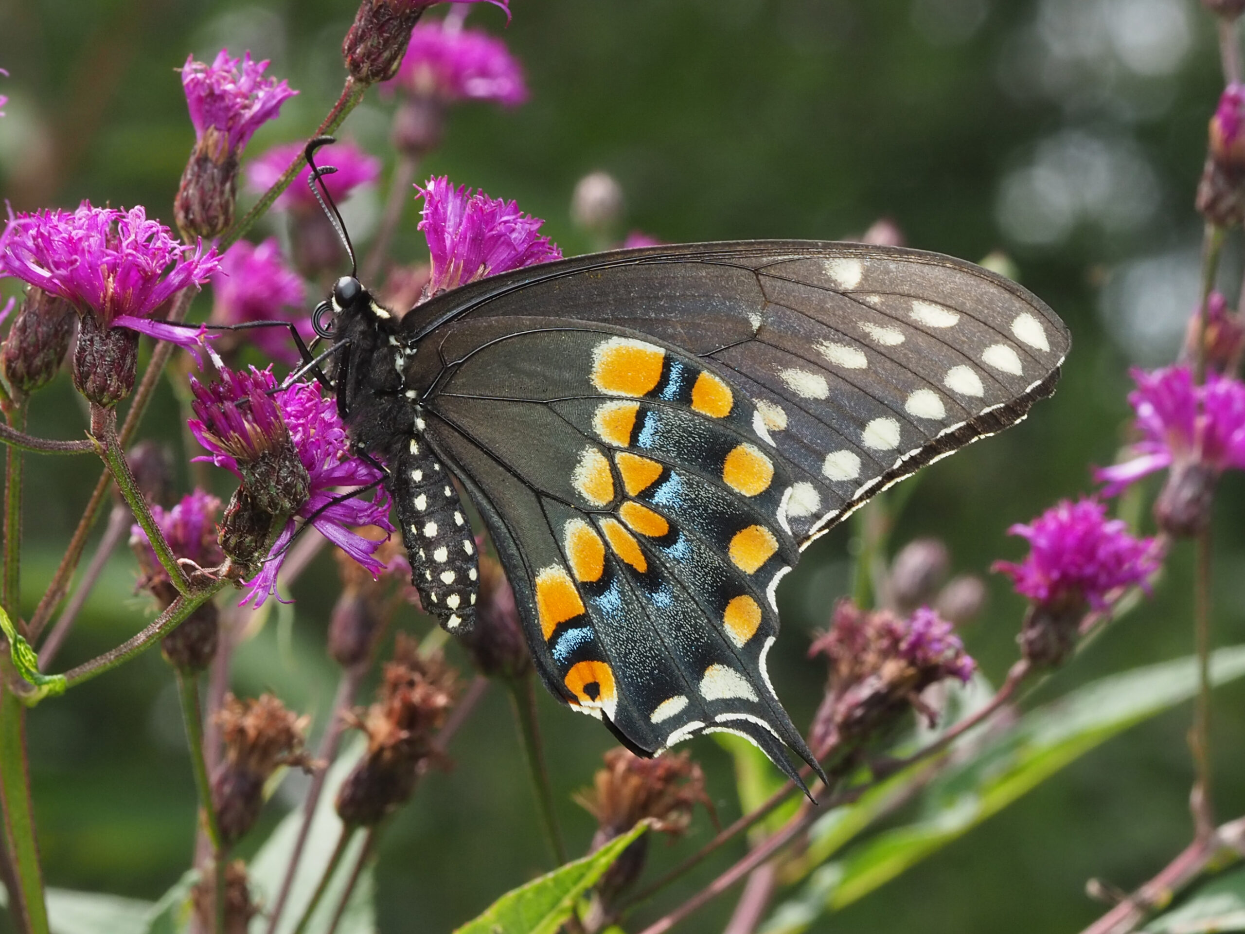 papilio polyxenes 89979798