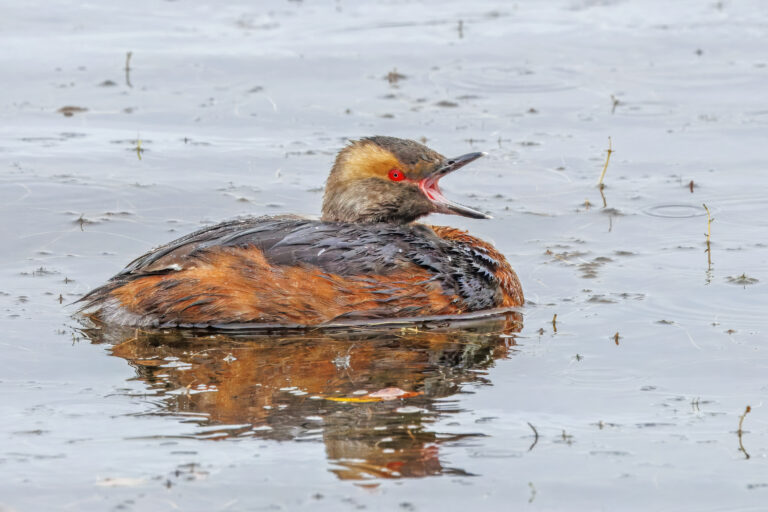 slavonian grebe (podiceps auritus auritus) breeding kaldbakstjarnir 1 slavonian grebe (podiceps auritus auritus) breeding kaldbakstjarnir 1
