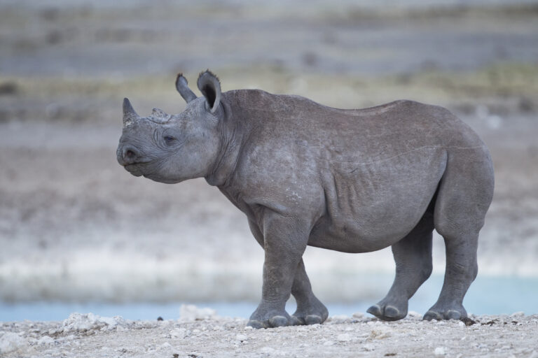 diceros bicornis calf (etosha) diceros bicornis calf (etosha)