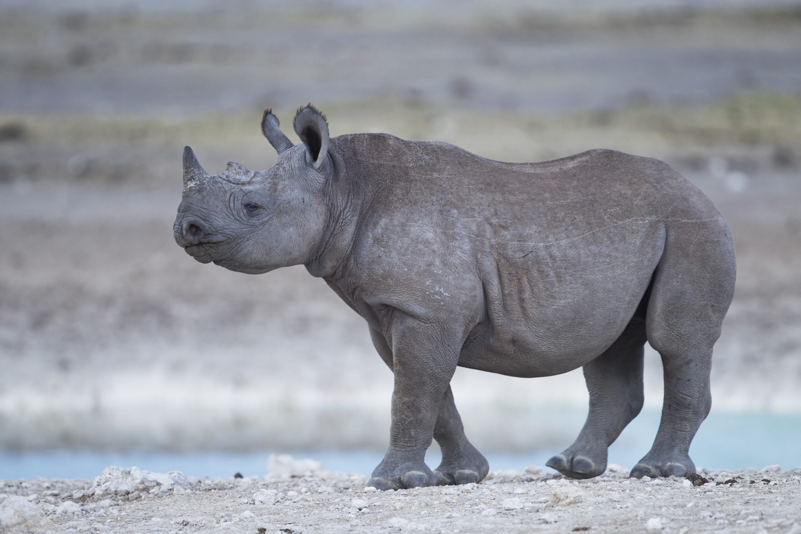 diceros bicornis calf (etosha) diceros bicornis calf (etosha)