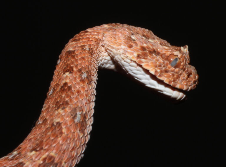 bitis caudalis 162452438 Horned Adder