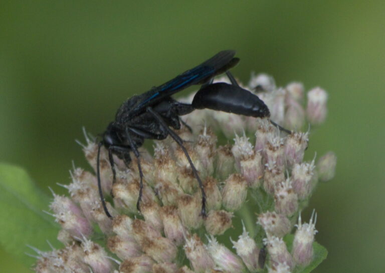 sphex pensylvanicus p1280241a sphex pensylvanicus p1280241a