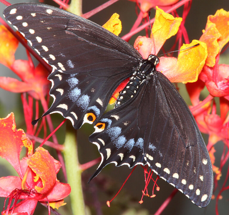 black swallowtail (papilio polyxenes) (7 12 11) 78 circulo montana, patagonia lake ranch estates, scc, az 02 (5931973194)