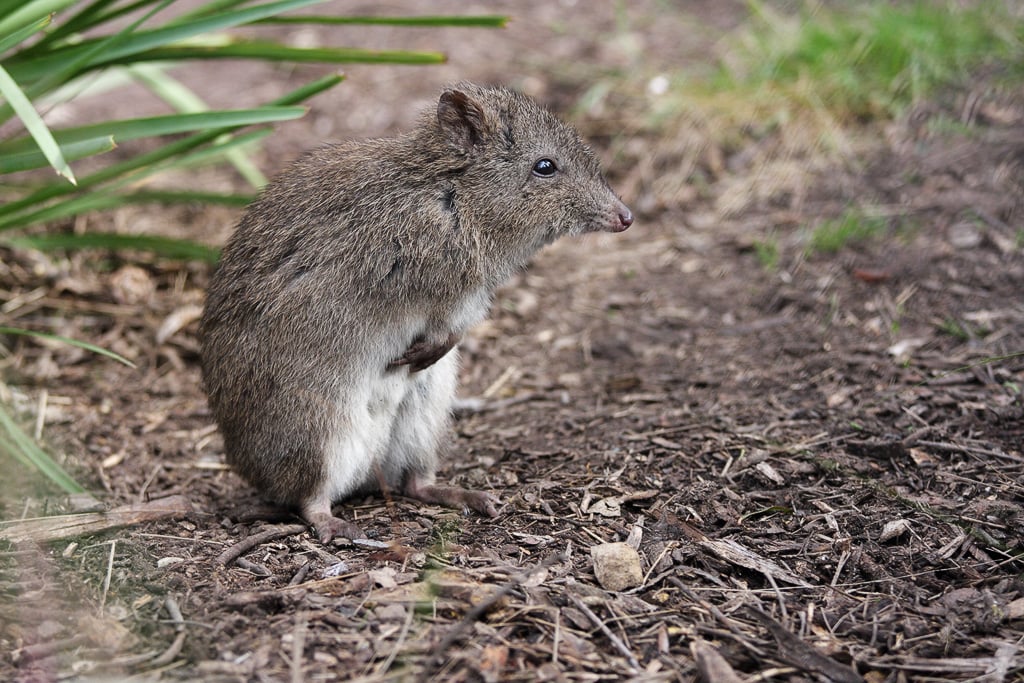 long nosed potoroo long nosed potoroo