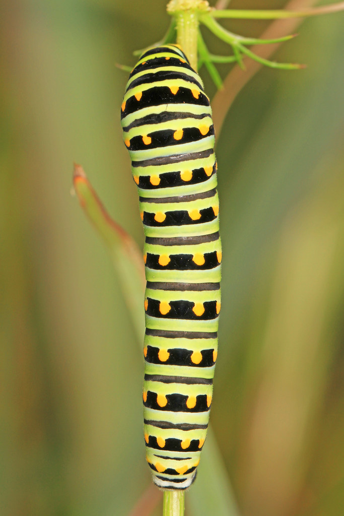 black swallowtail papilio polyxenes, soldier’s delight, owings mills, maryland