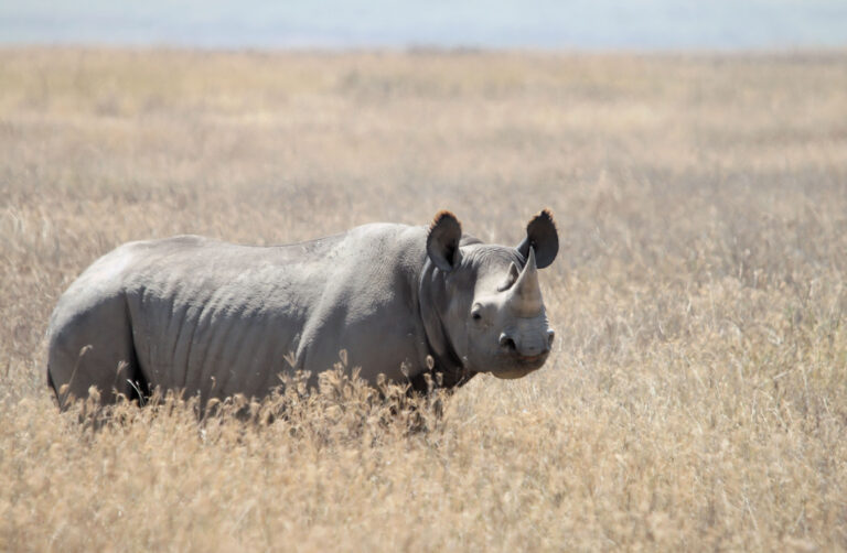 black rhino diceros bicornis black rhino diceros bicornis