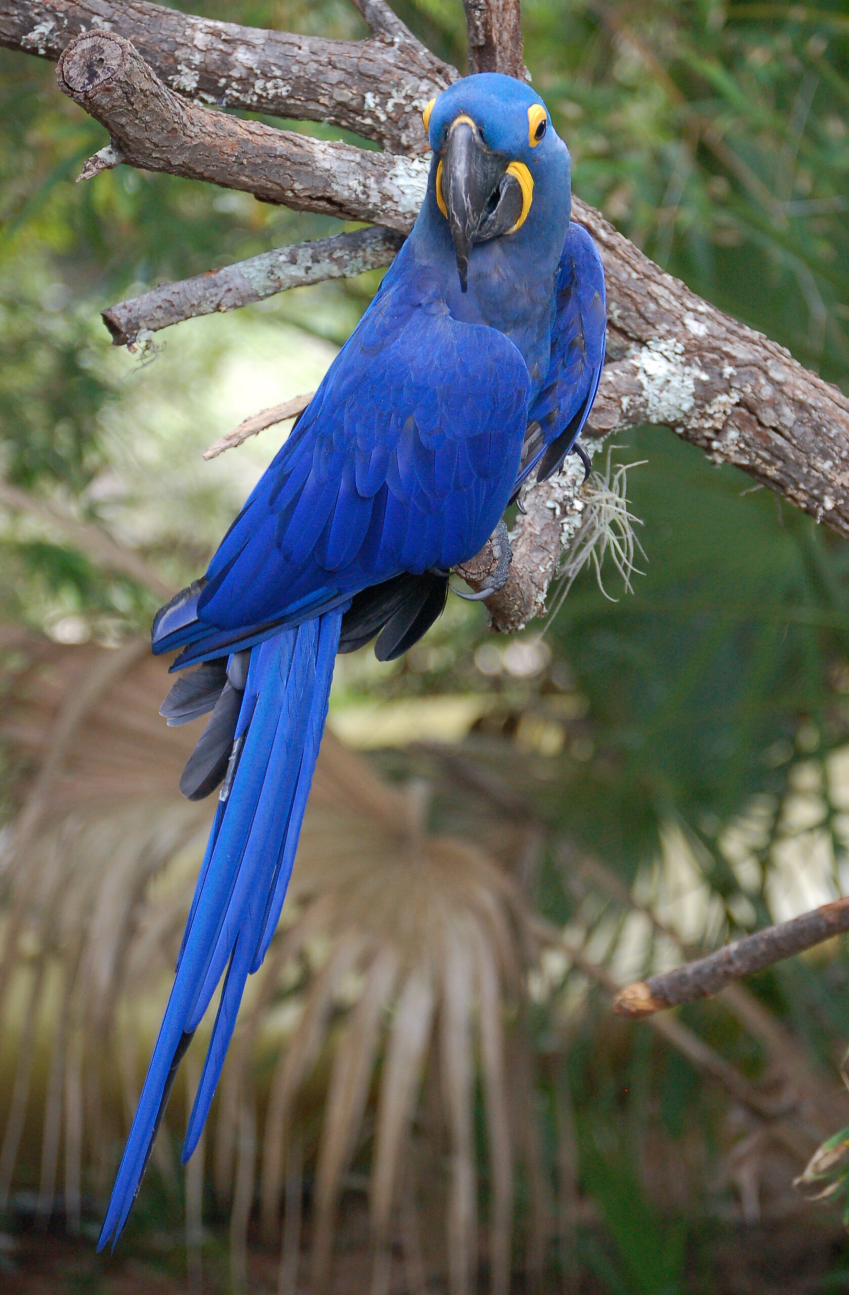 anodorhynchus hyacinthinus australia zoo 8 2c anodorhynchus hyacinthinus australia zoo 8 2c