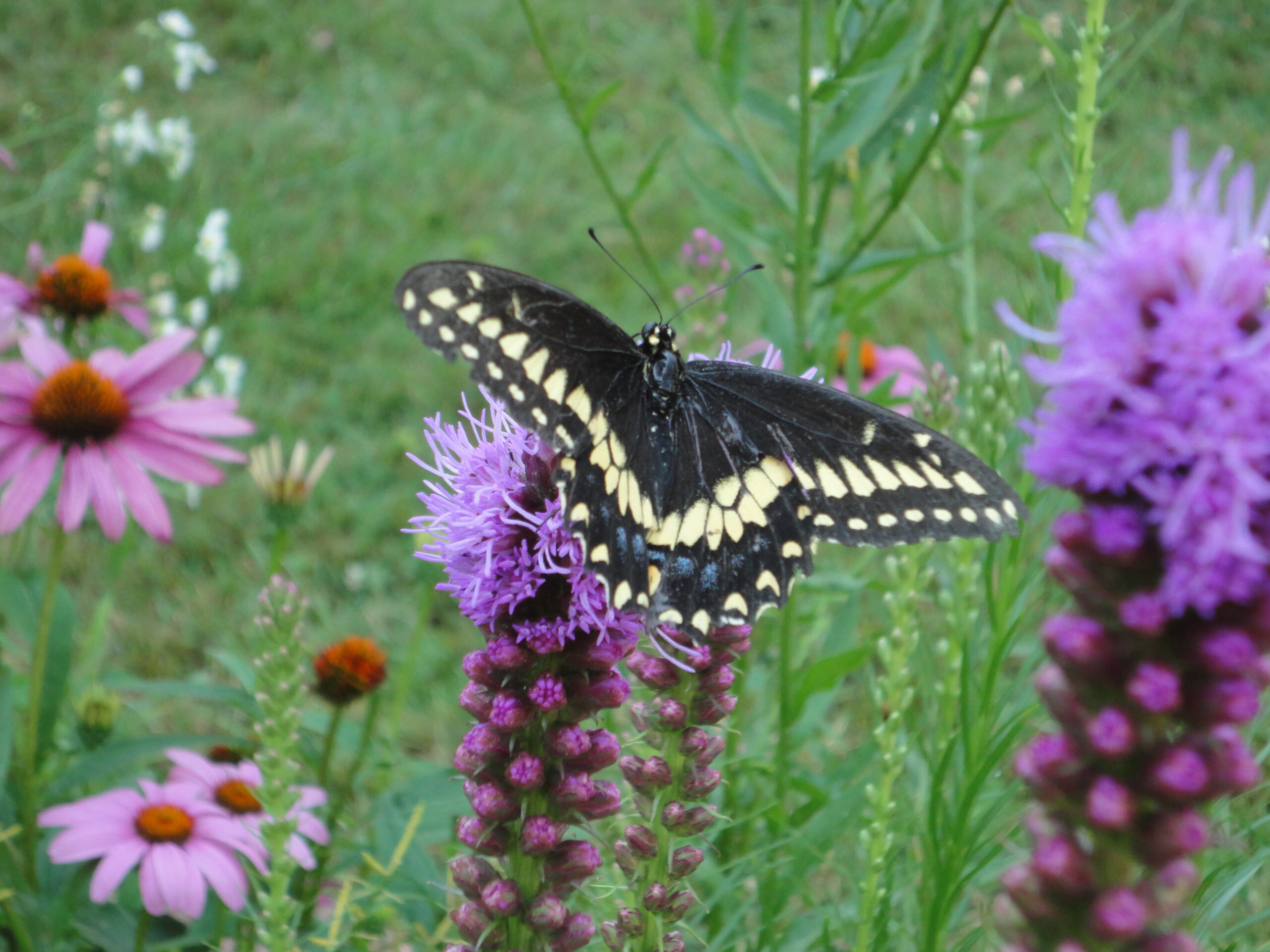 file:male papilio polyxenes top view.jpg