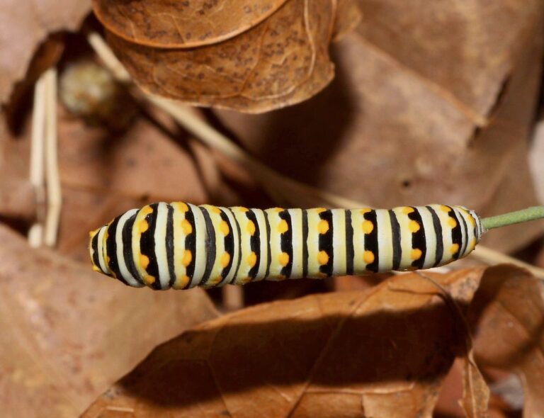 black swallowtail butterfly (papilio polyxenes) caterpillar; edgar canyon, se arizona