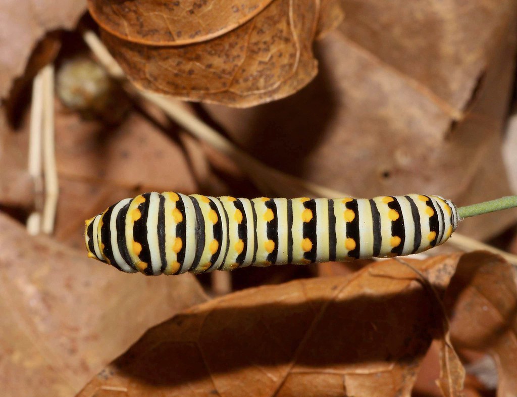 black swallowtail butterfly (papilio polyxenes) caterpillar; edgar canyon, se arizona