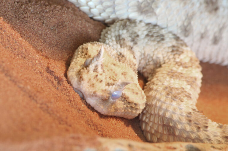 hornviper cerastes cerastes häutung