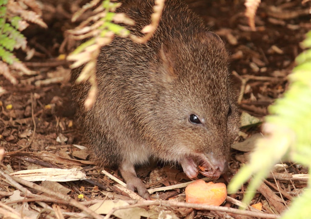 long footed potoroo, healesville sanctuary long footed potoroo, healesville sanctuary