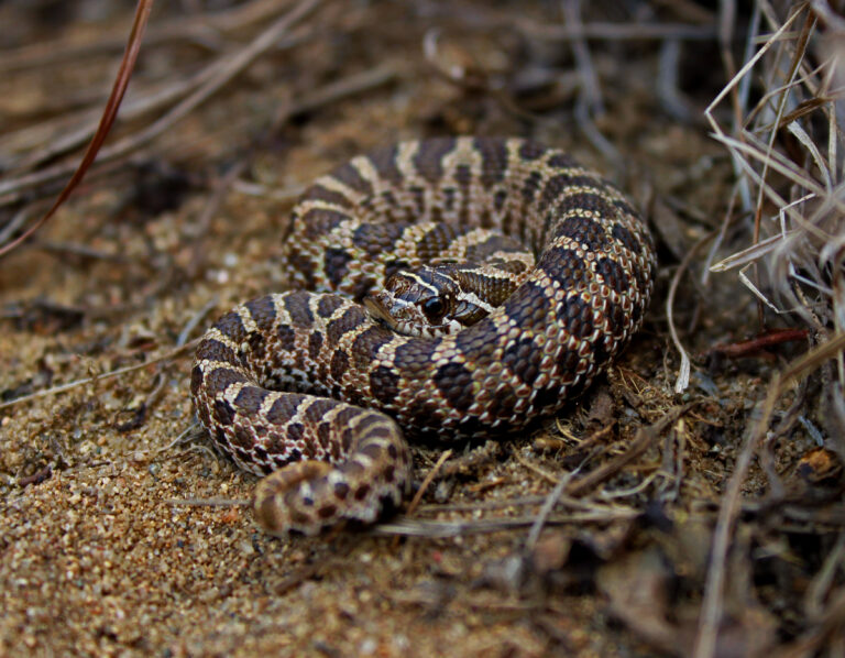 dusty hognose snake (heterodon nasicus gloydi) (23262712026) dusty hognose snake (heterodon nasicus gloydi) (23262712026)