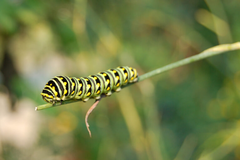 file:black swallowtail papilio polyxenes caterpillar end 2390px.jpg
