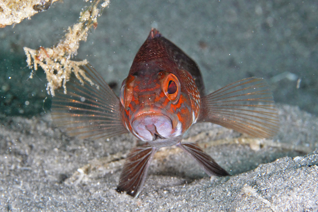 img 2487wa black seabass (centropristis striata) img 2487wa black seabass (centropristis striata)
