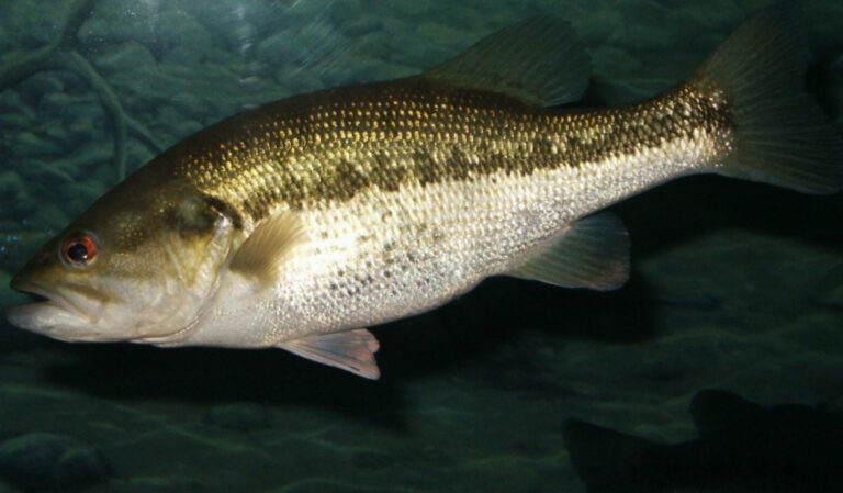1351 largemouth bass (micropterus salmoides) 300 dpi Black Bass