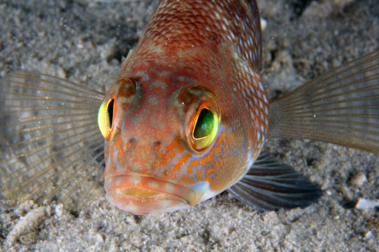 img 2705wa black sea bass (centropristis striata) img 2705wa black sea bass (centropristis striata)