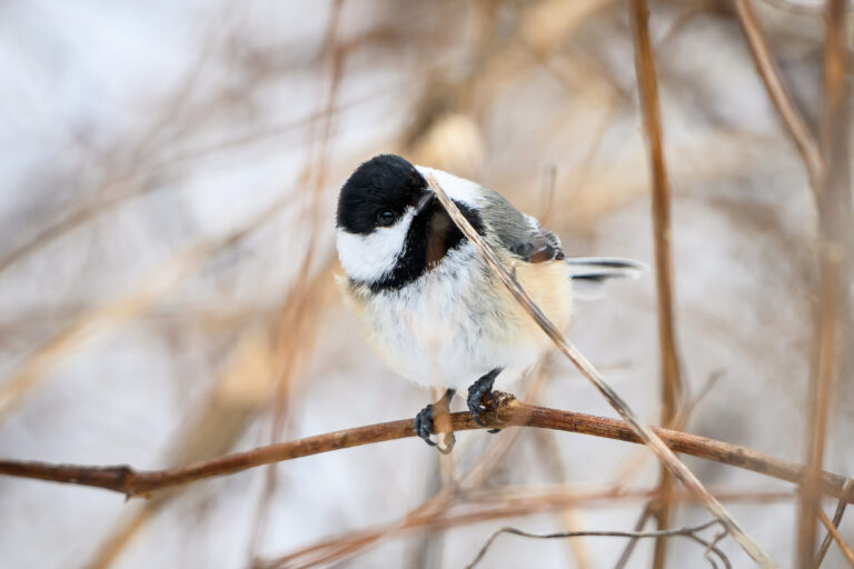 snacks in the branches poecile atricapillus