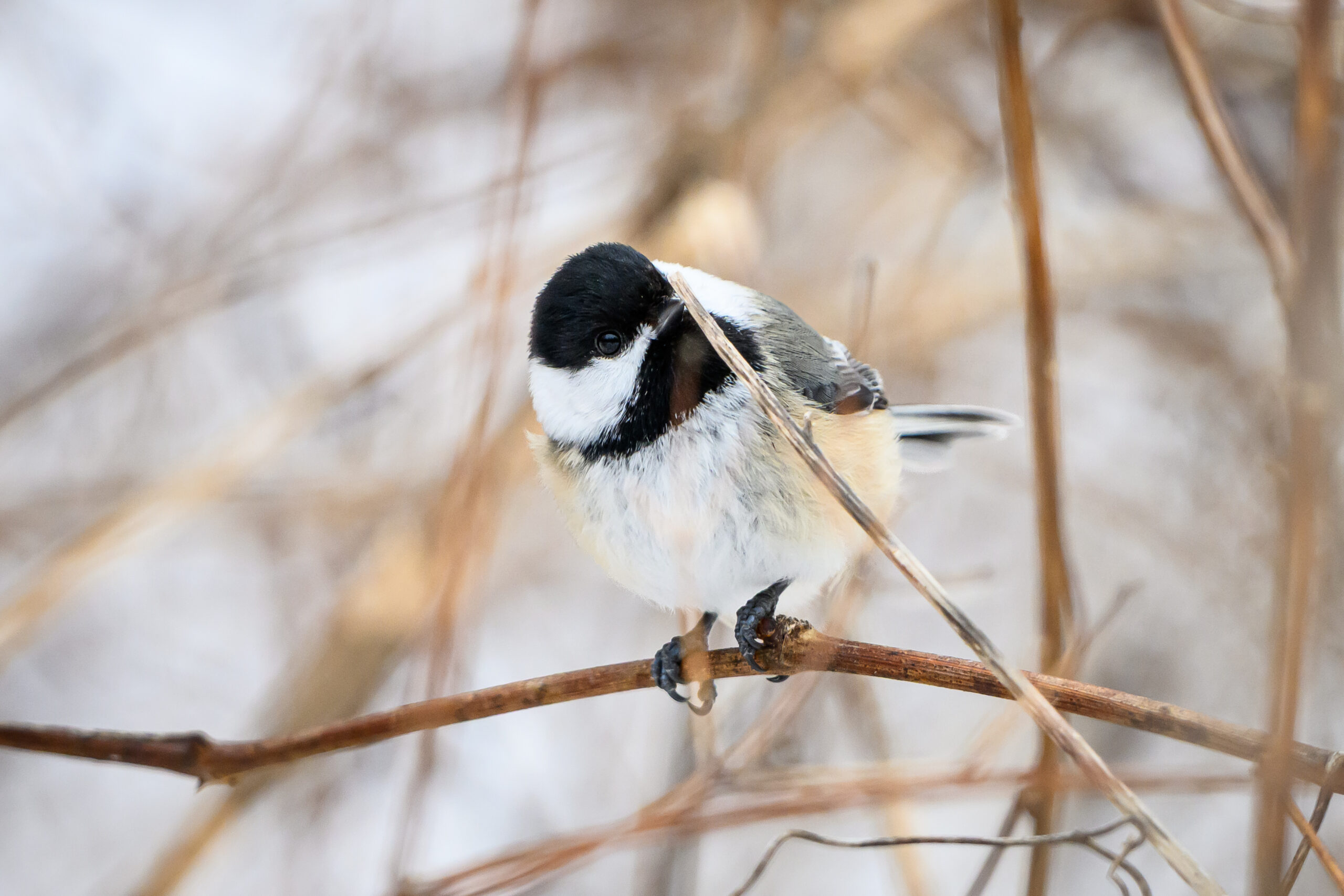 snacks in the branches poecile atricapillus