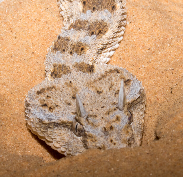 horned desert viper (cerastes cerastes), israel 04