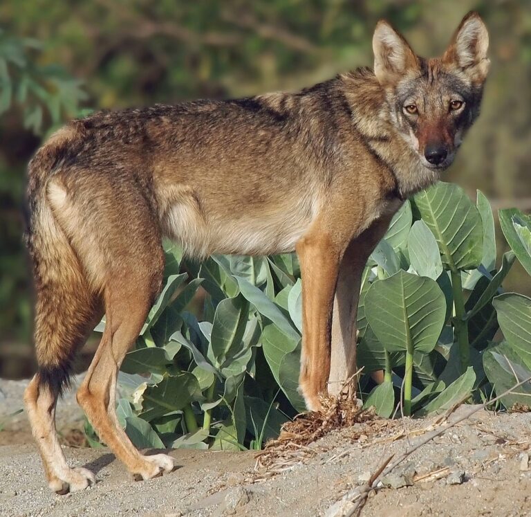 arabian wolf in jordan arabian wolf in jordan Arabian Wolf