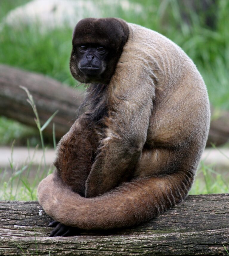 brown woolly monkey 037