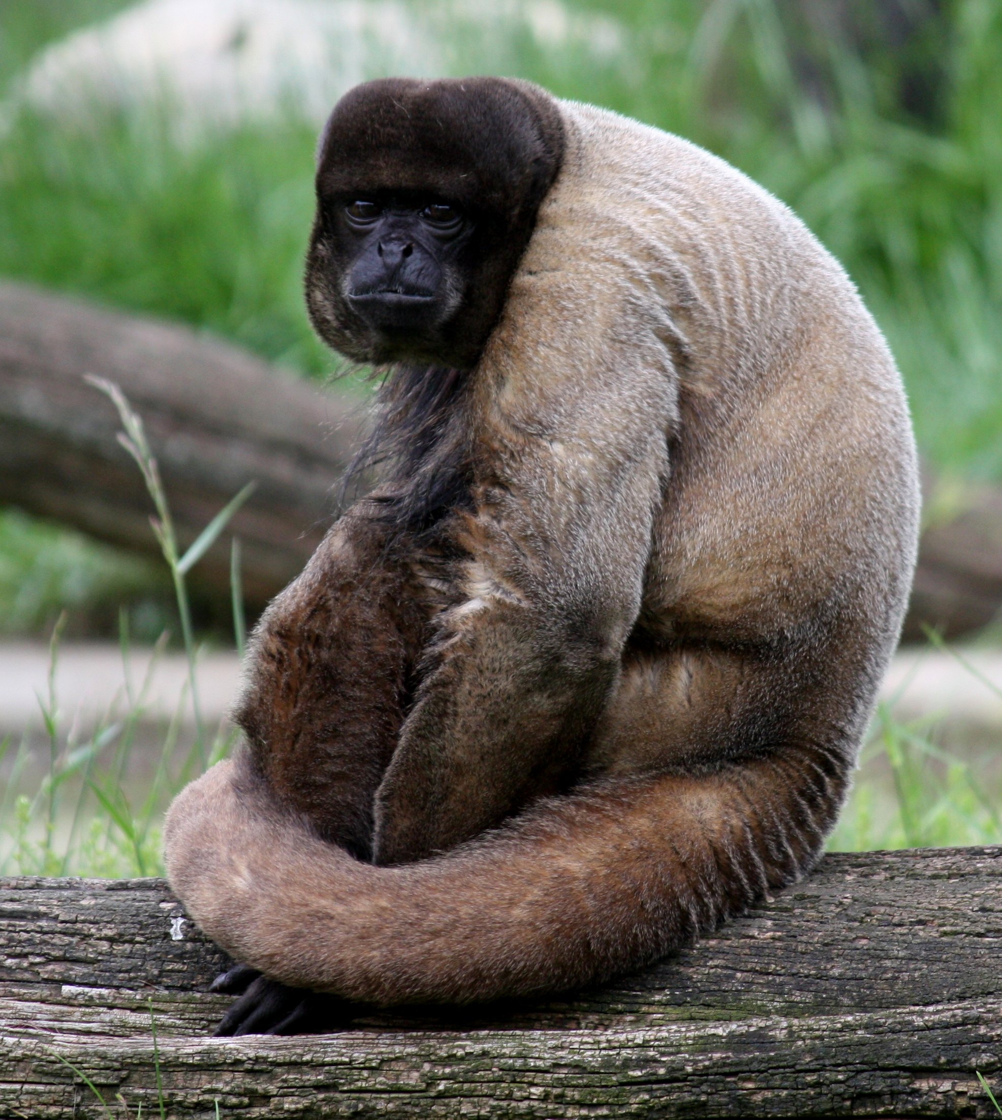 brown woolly monkey 037