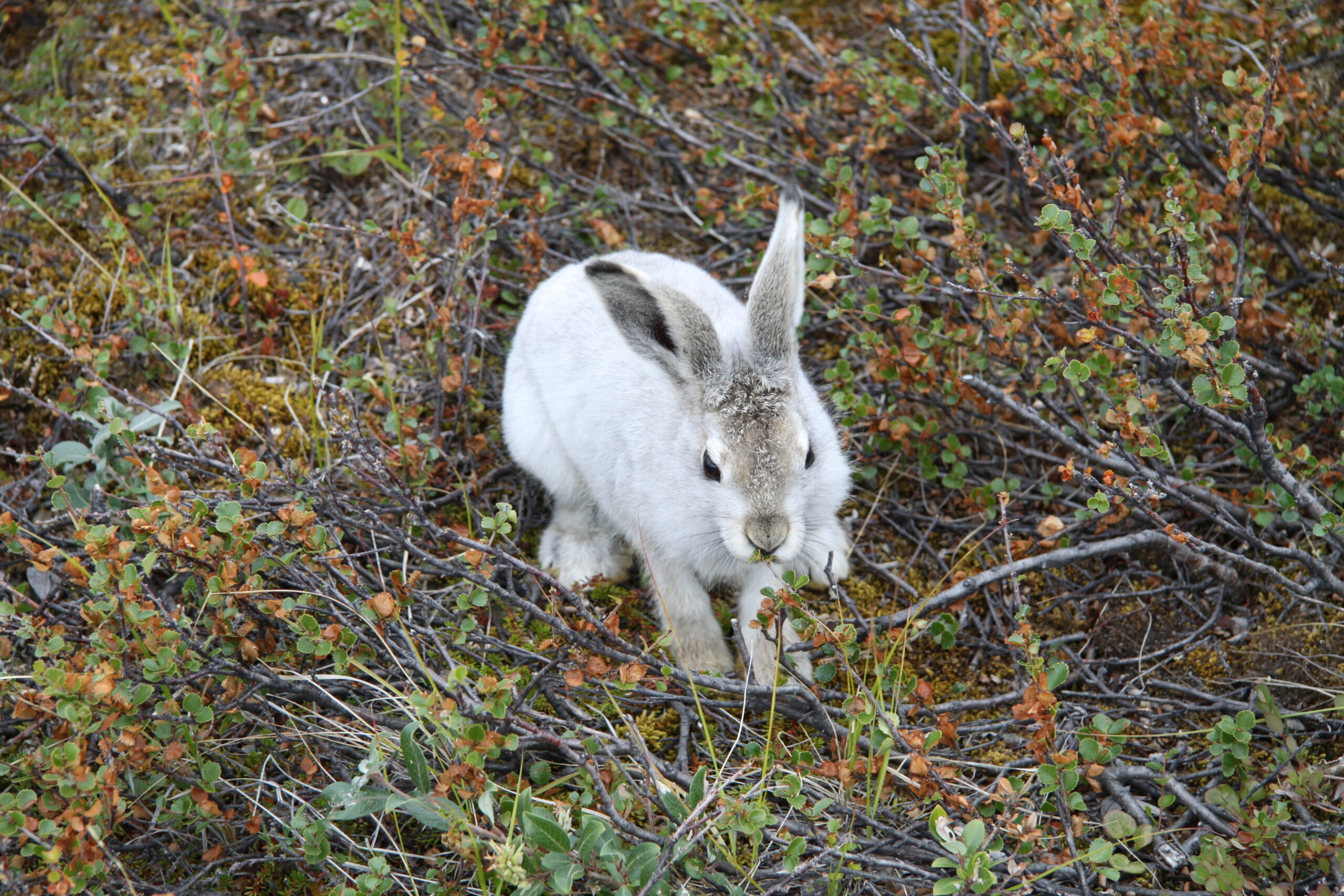 file:lepus arcticus (2).jpg file:lepus arcticus (2).jpg