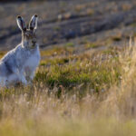 Arctic Hare