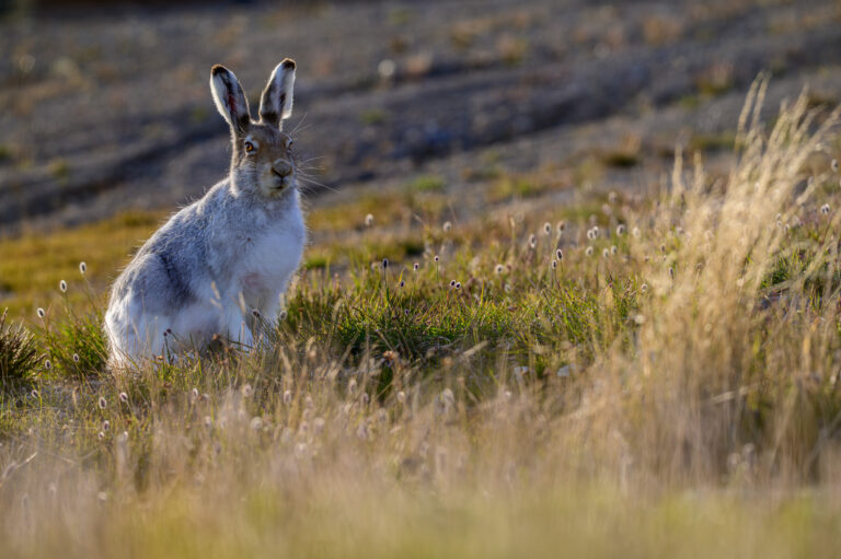 arctic hare (lepus arcticus) in sachs harbour 04 arctic hare (lepus arcticus) in sachs harbour 04 Arctic Hare