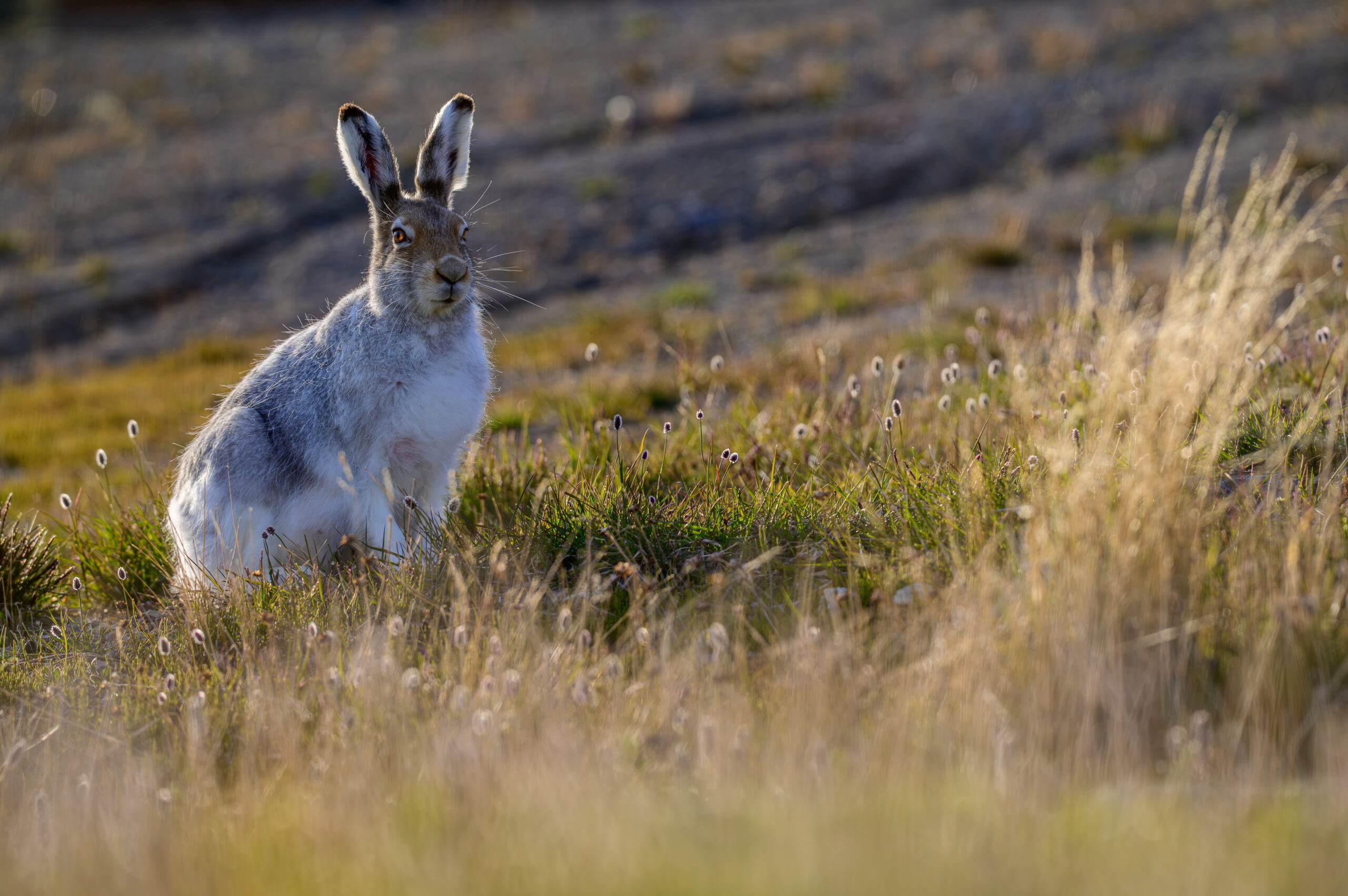 arctic hare (lepus arcticus) in sachs harbour 04 arctic hare (lepus arcticus) in sachs harbour 04 Arctic Hare