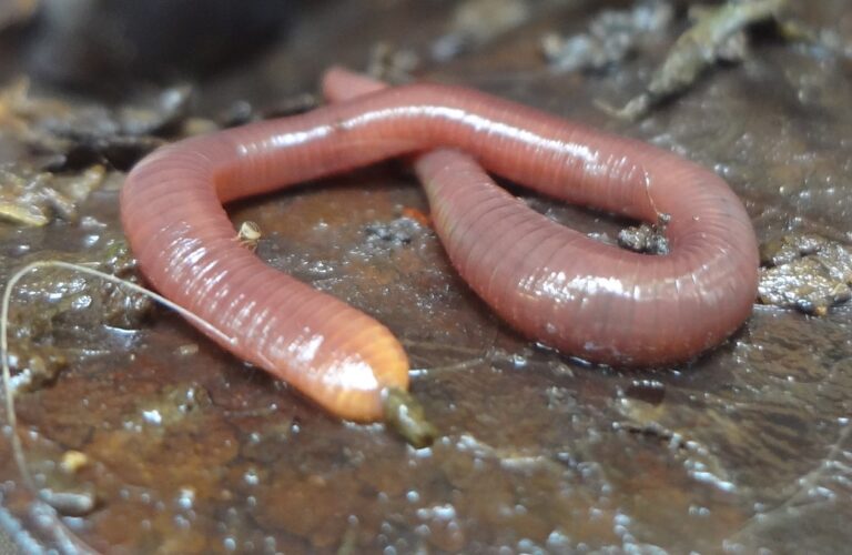 dsc03174a dsc03174a Worm