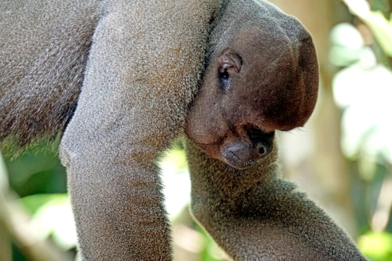 2019 10 06 grey woolly monkey 04