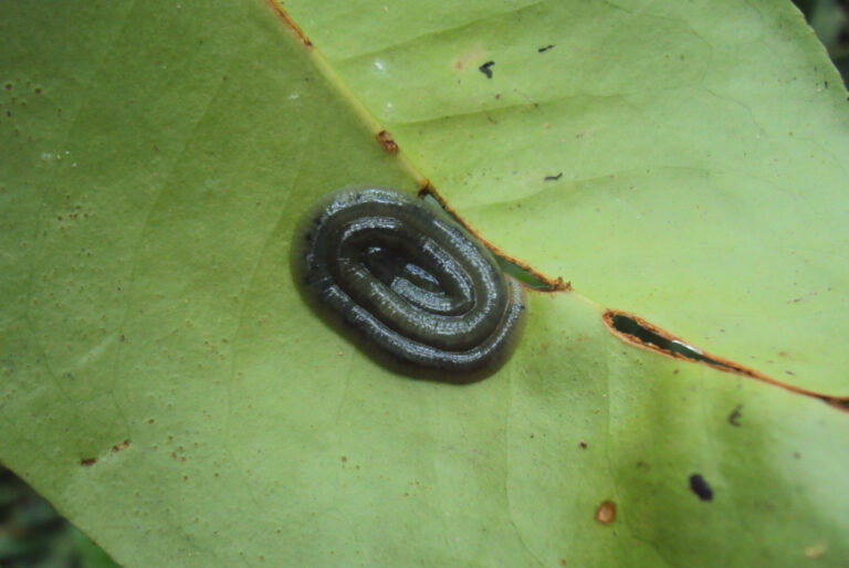 lumbricina variety lumbricina variety