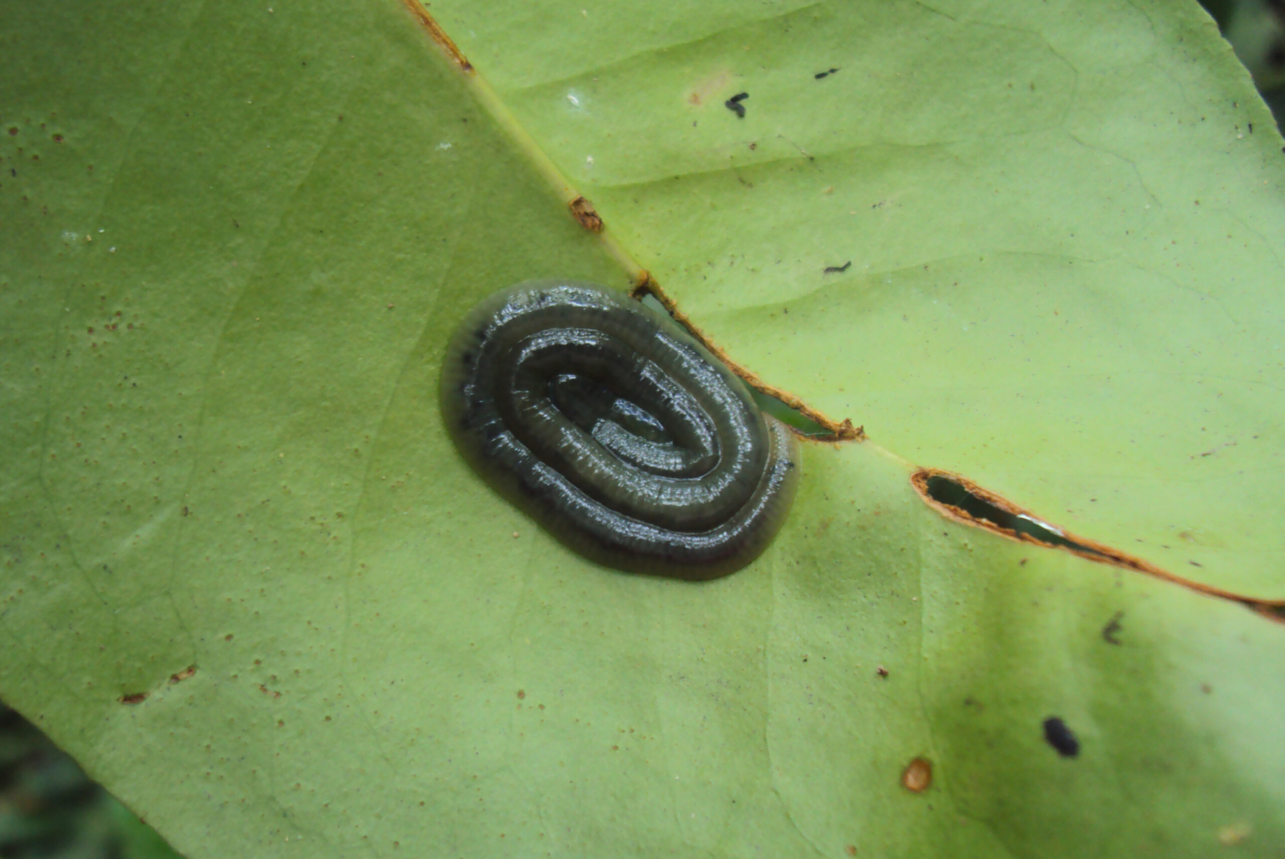 lumbricina variety lumbricina variety