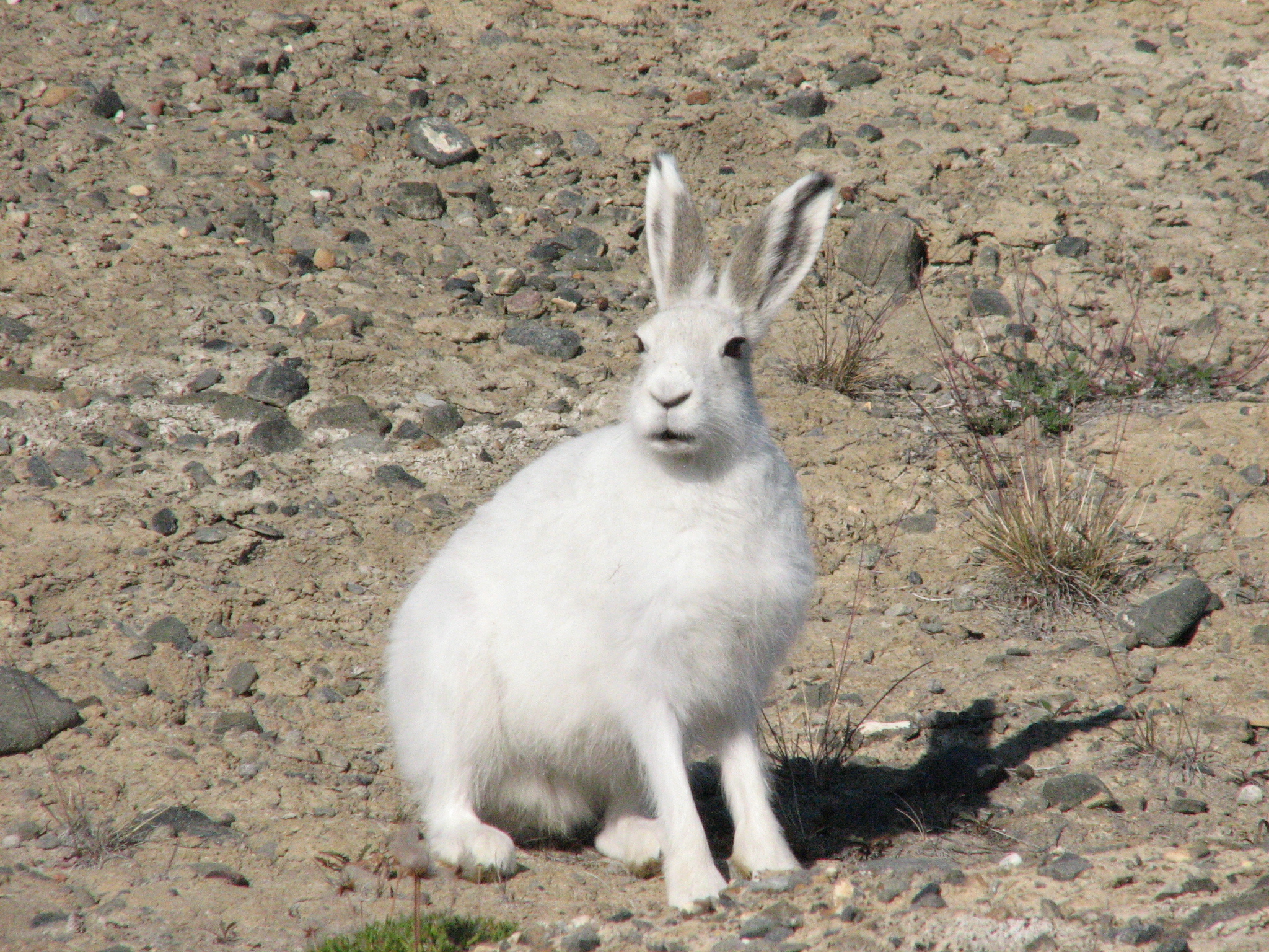 lepus arcticus 64717758 lepus arcticus 64717758