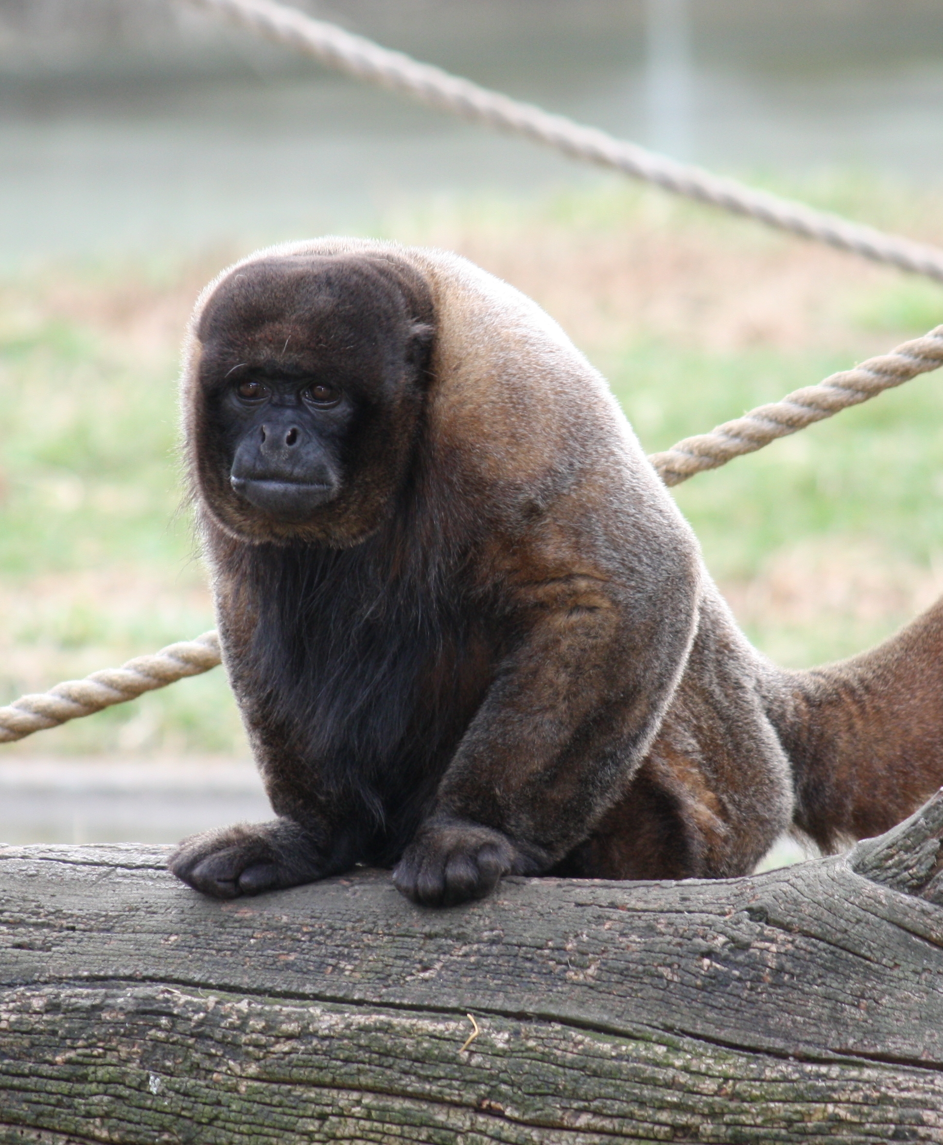 brown woolly monkey 057