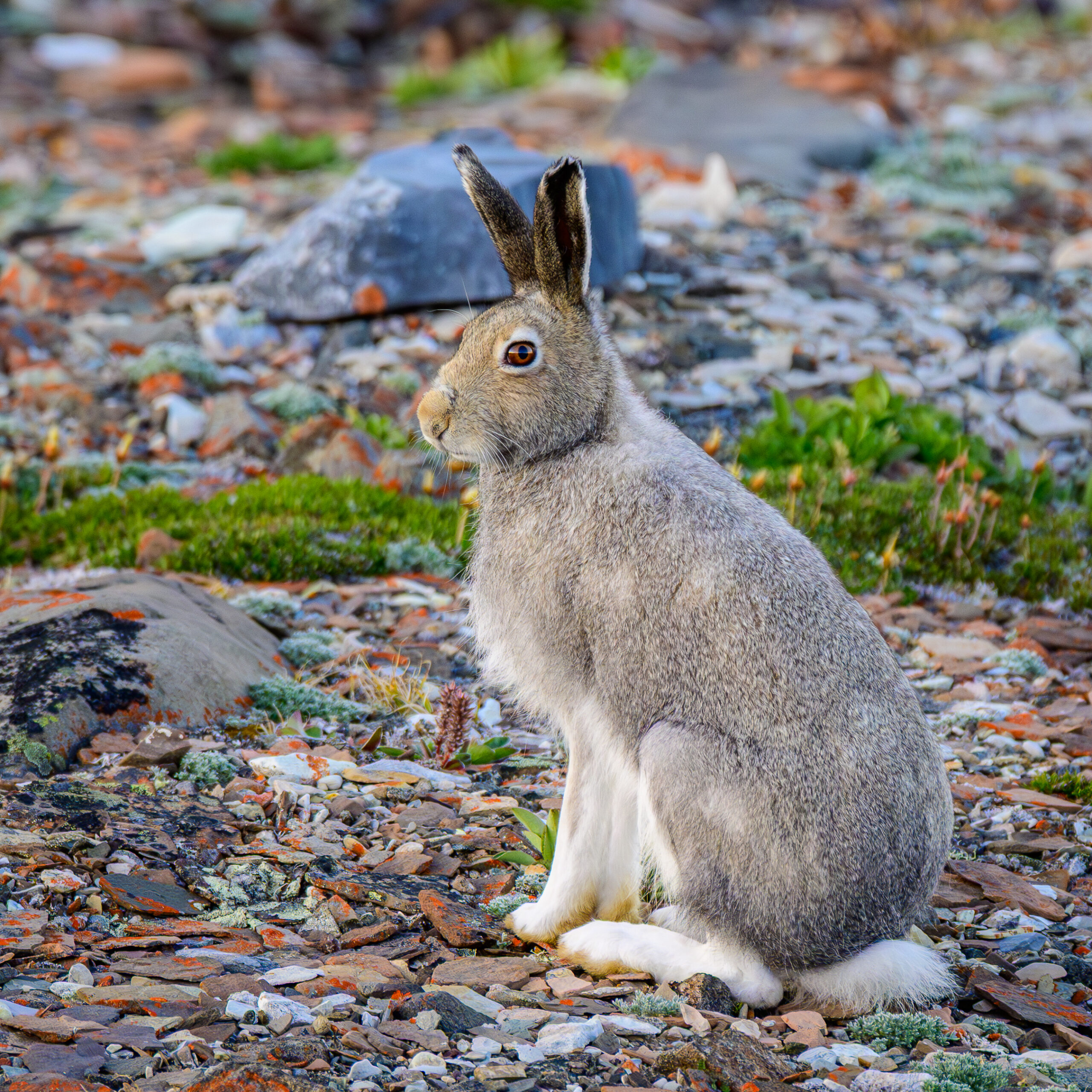 arctic hare (lepus arcticus) in ulukhaktok arctic hare (lepus arcticus) in ulukhaktok