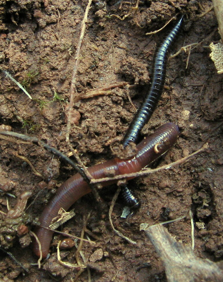 two segmented phyla two segmented phyla