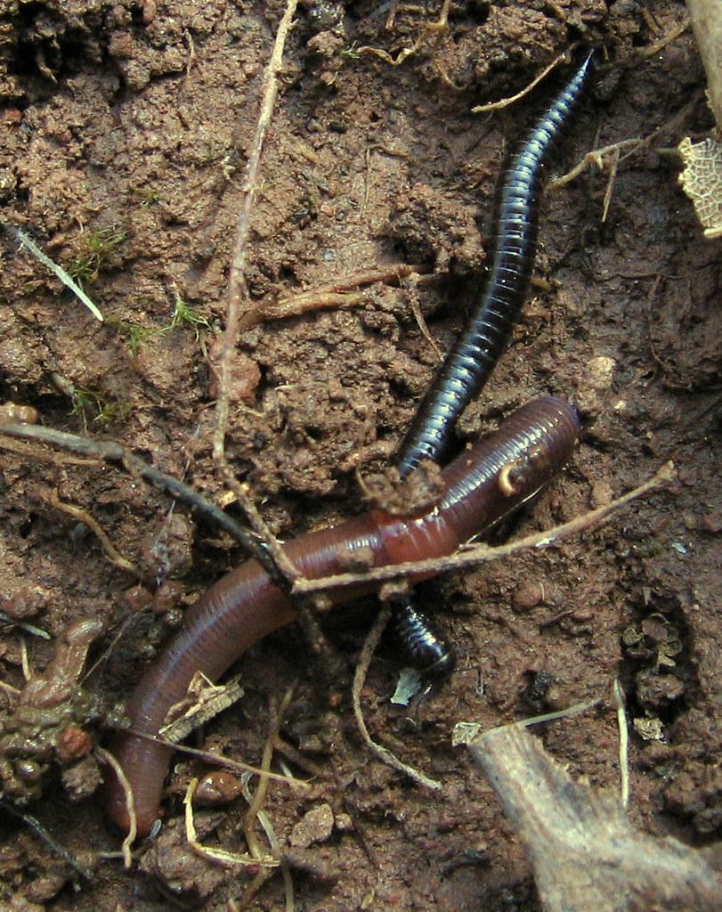 two segmented phyla two segmented phyla