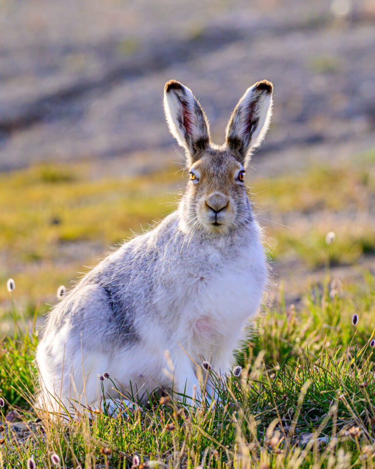 arctic hare (lepus arcticus) 02 arctic hare (lepus arcticus) 02
